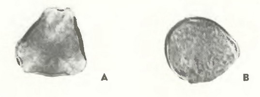 Земляника садовая (Fragaria ananassa Duch.)-пыльцевые зерна Земляника садовая (Fragaria ananassa Duch.)-пыльцевые зерна